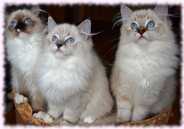 kitten kittens lynx show top best bicolor bicolour