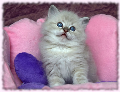 lilac lynx bicolor bicolour show best top quality 