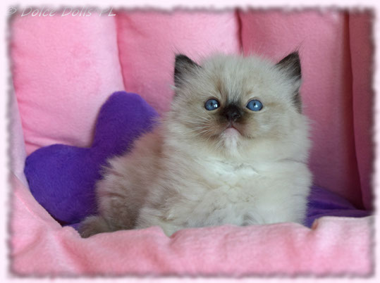 bicolour show top quality best breed breeder lynx available kittens