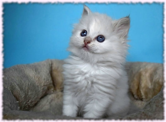 ragdoll bicolor bicolour show top best quality breed cattery 