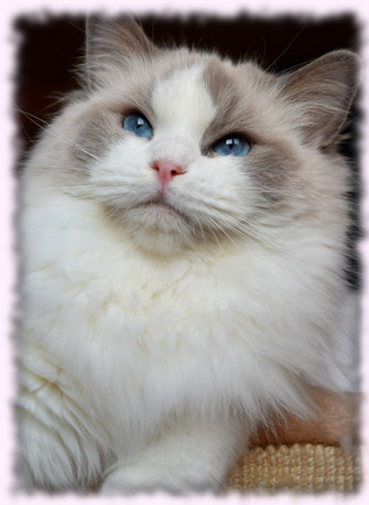 kittens kitten available top show best quality bicolor