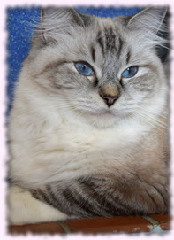 kittens available kitten show bicolour bicolor