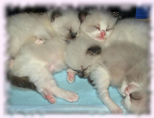 ragdolls wrocław best cattery ragdoll poland