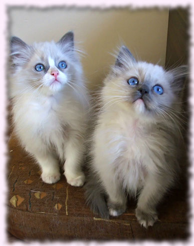 wrocław ragdoll ragdolle kocięta rodowodem rodowód dostępne wolne