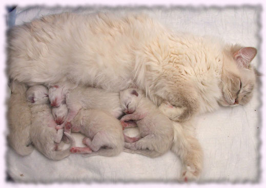 show/breeder breeding cattery best ragdoll poland kittens available